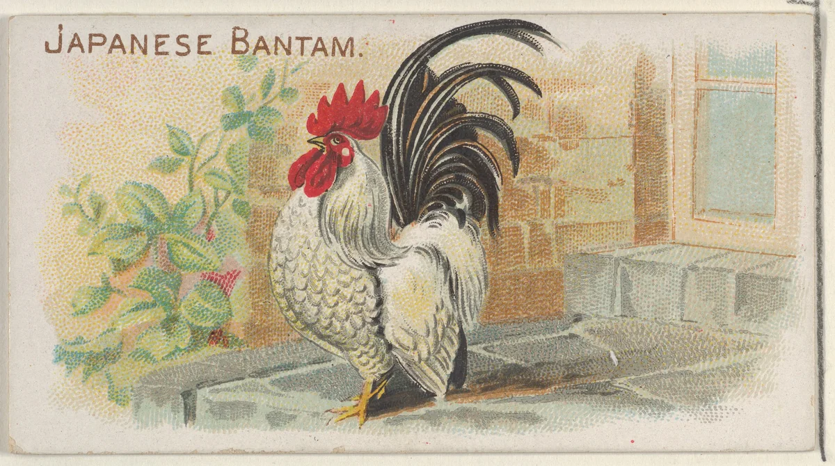 Japanese Bantam, from the Prize and Game Chickens series (N20) for Allen & Ginter Cigarettes by Allen & Ginter, print, 1891