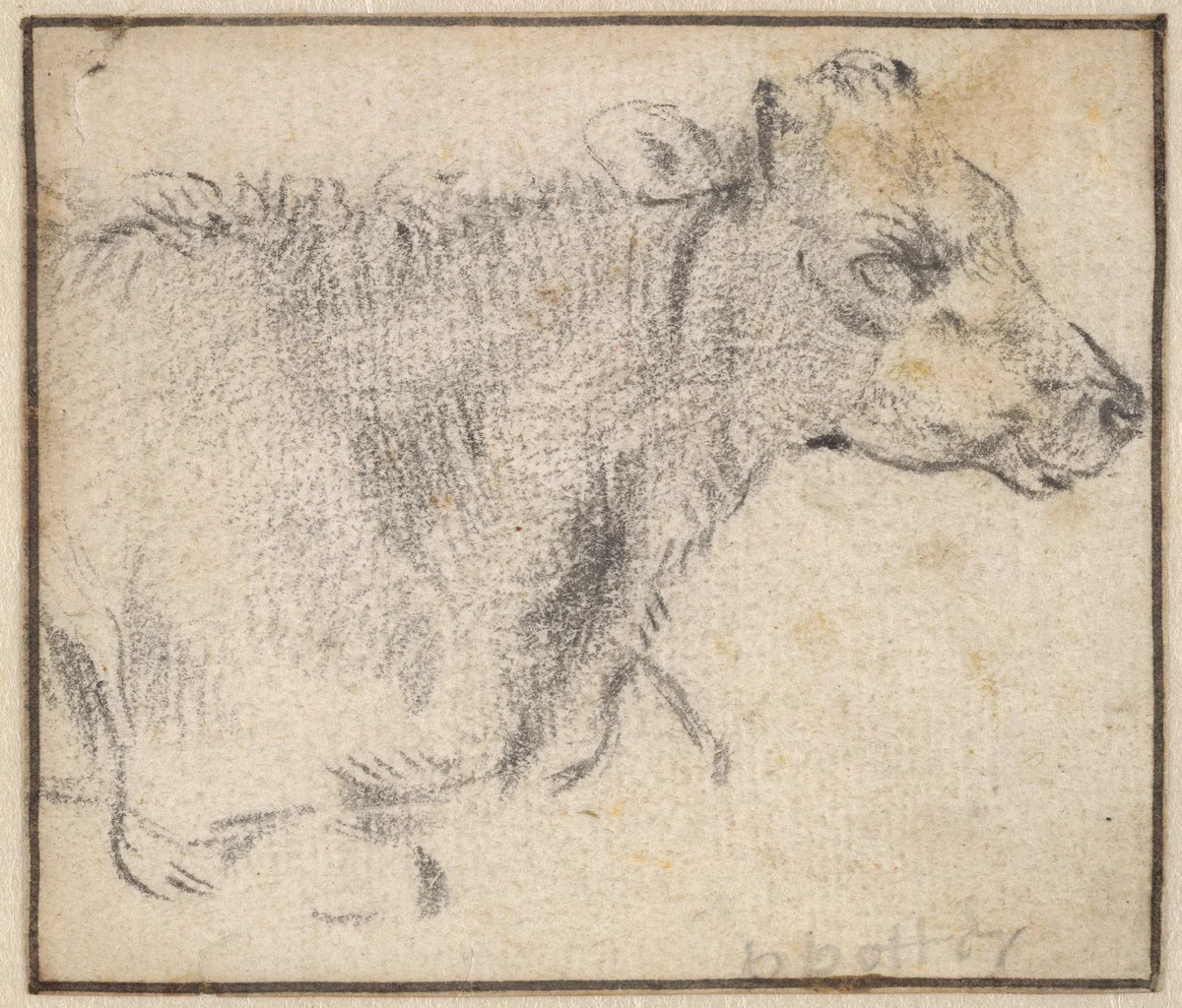 Study of a lying cow by Paulus Potter, drawing, 1645-1654