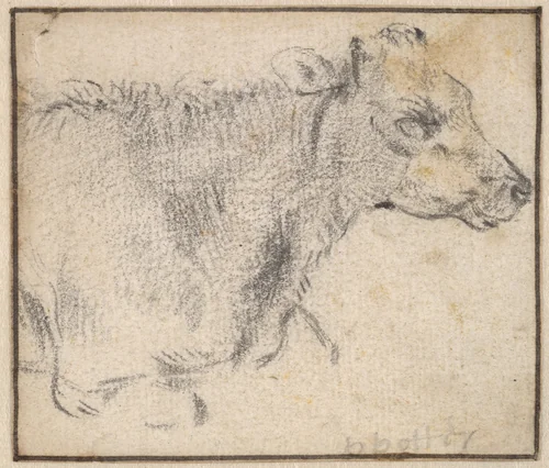 Study of a lying cow by Paulus Potter, drawing, 1645-1654