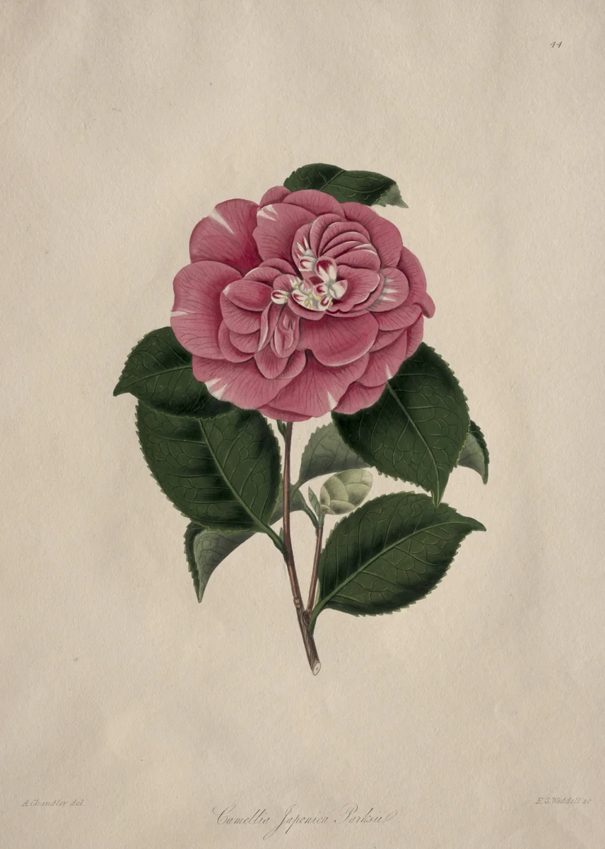 Illustrations and descriptions of...the Natural Order Camellieae: No. 44 by Alfred Chandler, print, 1820-1896