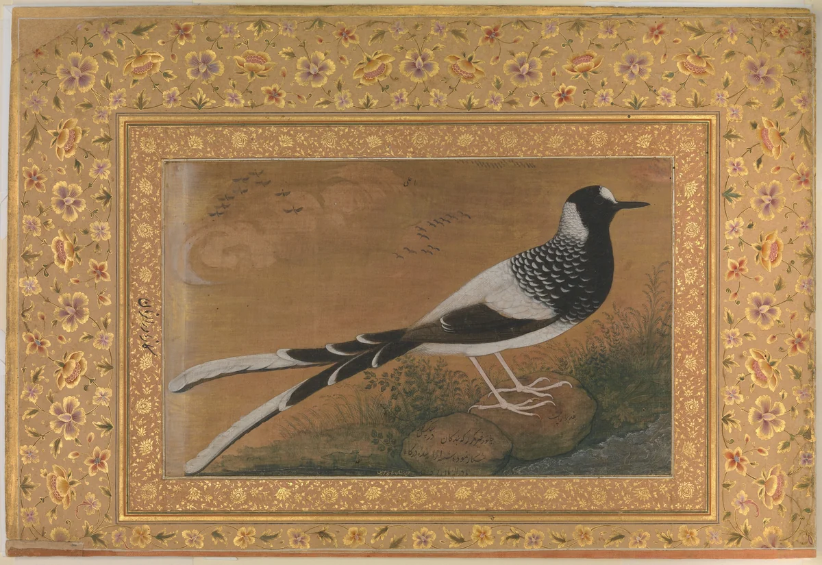"Spotted Forktail", Folio from the Shah Jahan Album by Abu'l Hasan, manuscript, 1515-1640