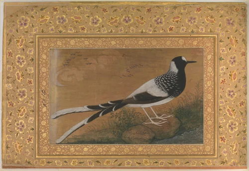 "Spotted Forktail", Folio from the Shah Jahan Album by Abu'l Hasan, manuscript, 1515-1640