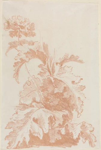 Poppy in Bloom by Jean-Baptiste Hüet, drawing, 1762-1767