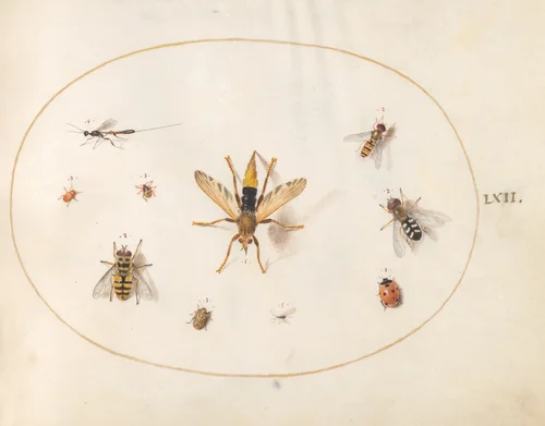 Plate 62: Ten Insects by Joris Hoefnagel, drawing, 1570-1599