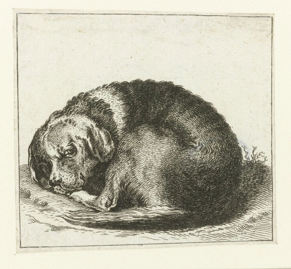 Liggende hond met vlekken by anonymous, print, 1617-1731