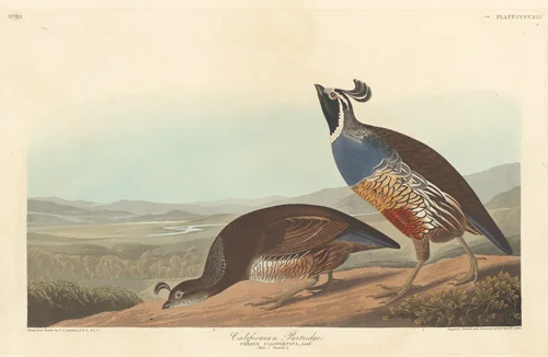 Californian Partridge by Robert Havell, Jr.; John James Audubon, print, 1838