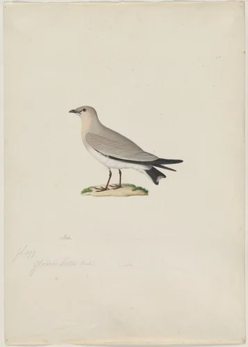 Small Pratincole (Glareola lactea) by Paul Hüet, drawing, 1803-1869