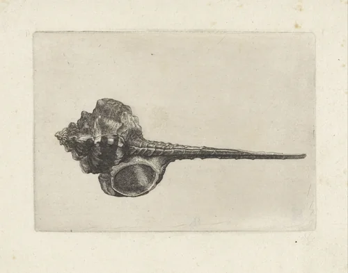 Schelp, murex haustellum by Wenceslaus Hollar, print, 1644-1652