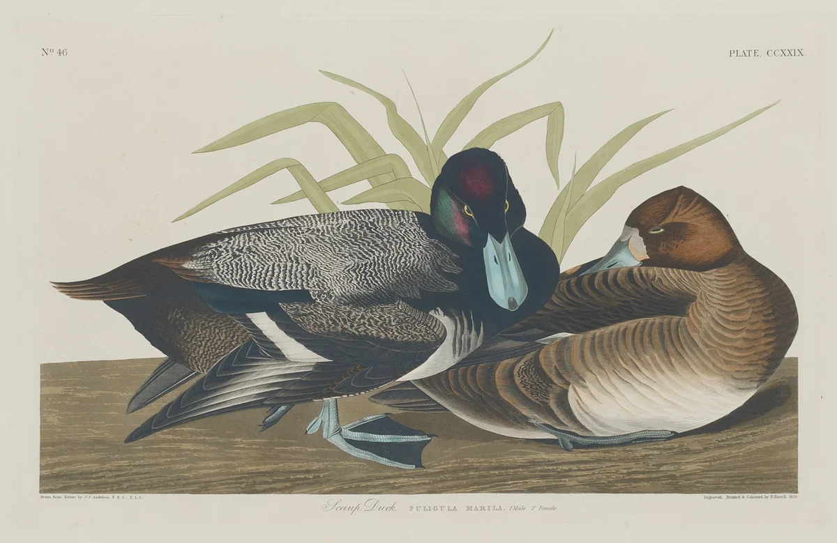 Scaup Duck by Robert Havell, Jr.; John James Audubon, print, 1834