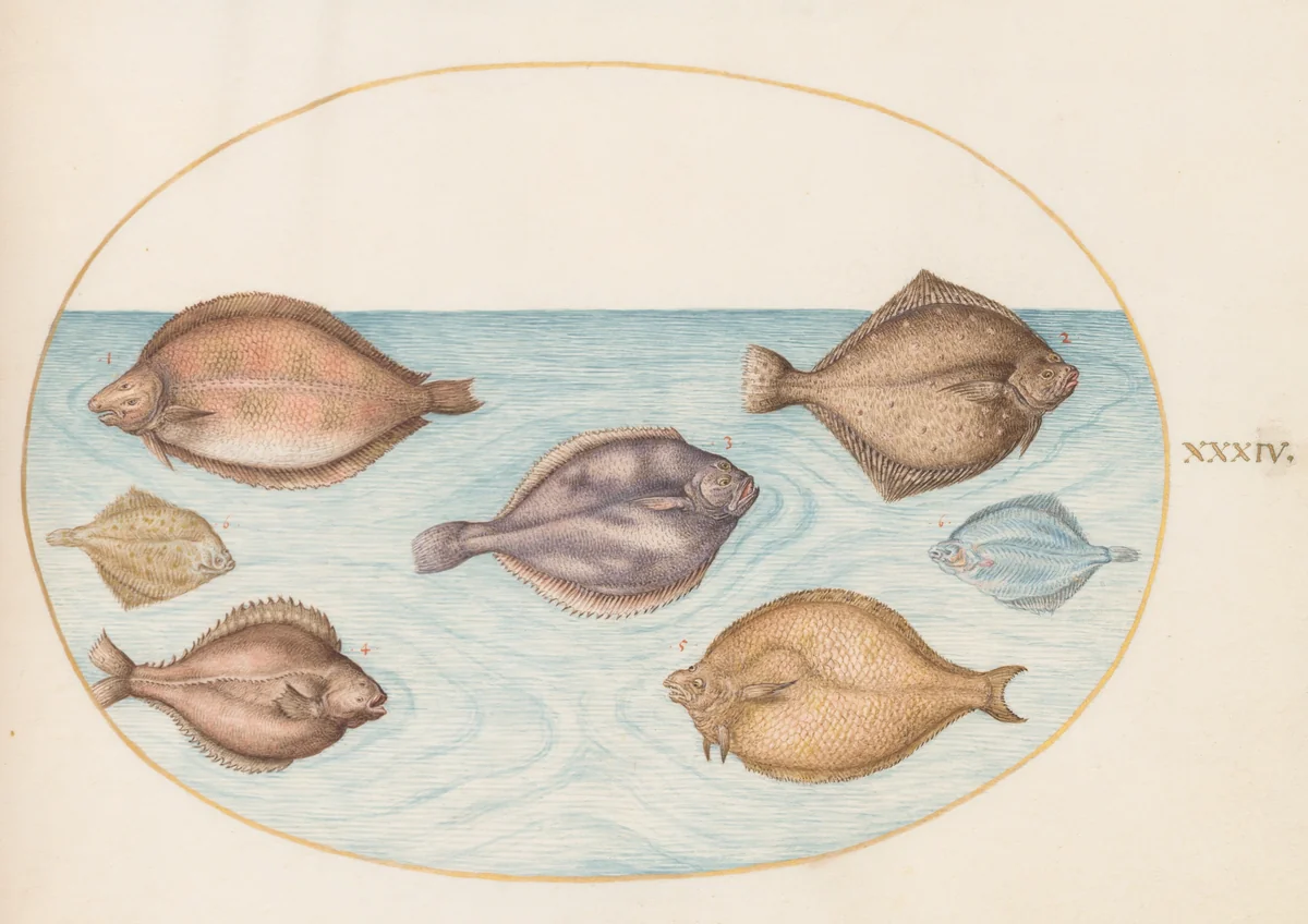 Plate 34: Seven Flatfish by Joris Hoefnagel, drawing, 1570-1599
