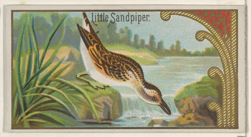 Little Sandpiper, from the Game Birds series (N13) for Allen & Ginter Cigarettes Brands by Allen & Ginter, print, 1889