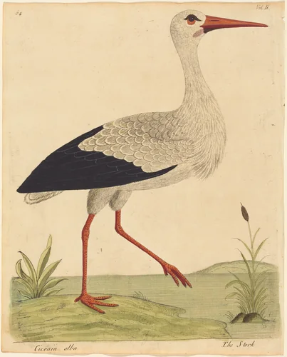 The Stork (Ciconia Alba) by Eleazar Albin, print, 1731-1738