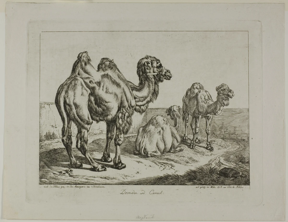 Dromedary and Camel by Johann Adam Klein, print, 1817