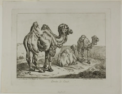 Dromedary and Camel by Johann Adam Klein, print, 1817