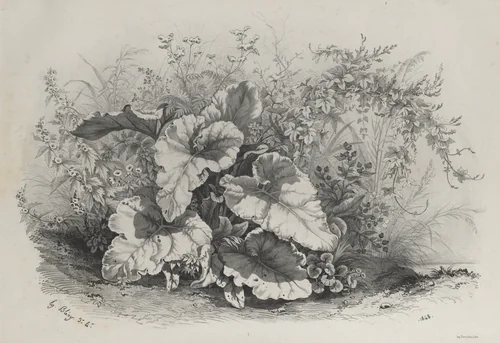Plant Study from Group of Various Plants Drawn and Lithographed after Nature (Groupes de Plantes varies dessinées sur Nature et lithographiées...) by Eugene Bléry, print, 1848