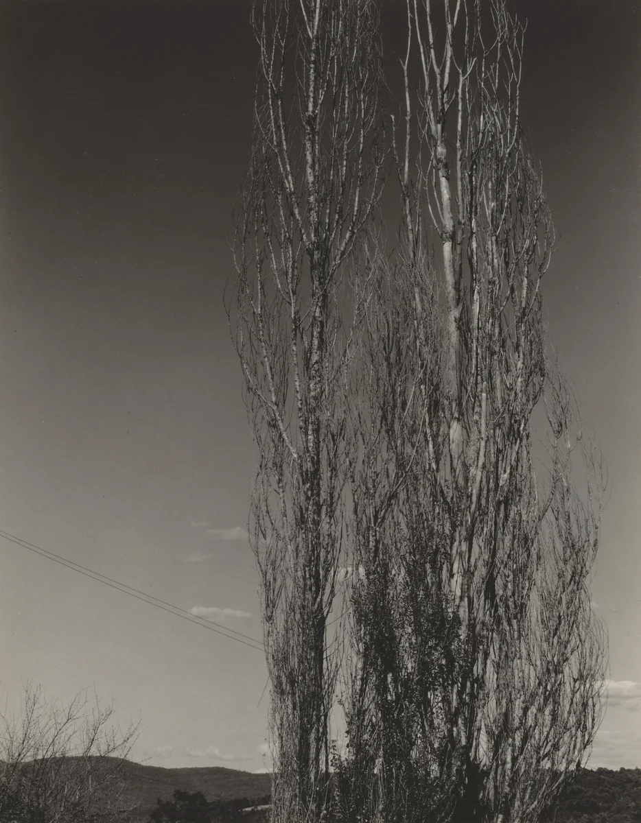 The Two Poplars, Lake George by Alfred Stieglitz, photograph, 1934