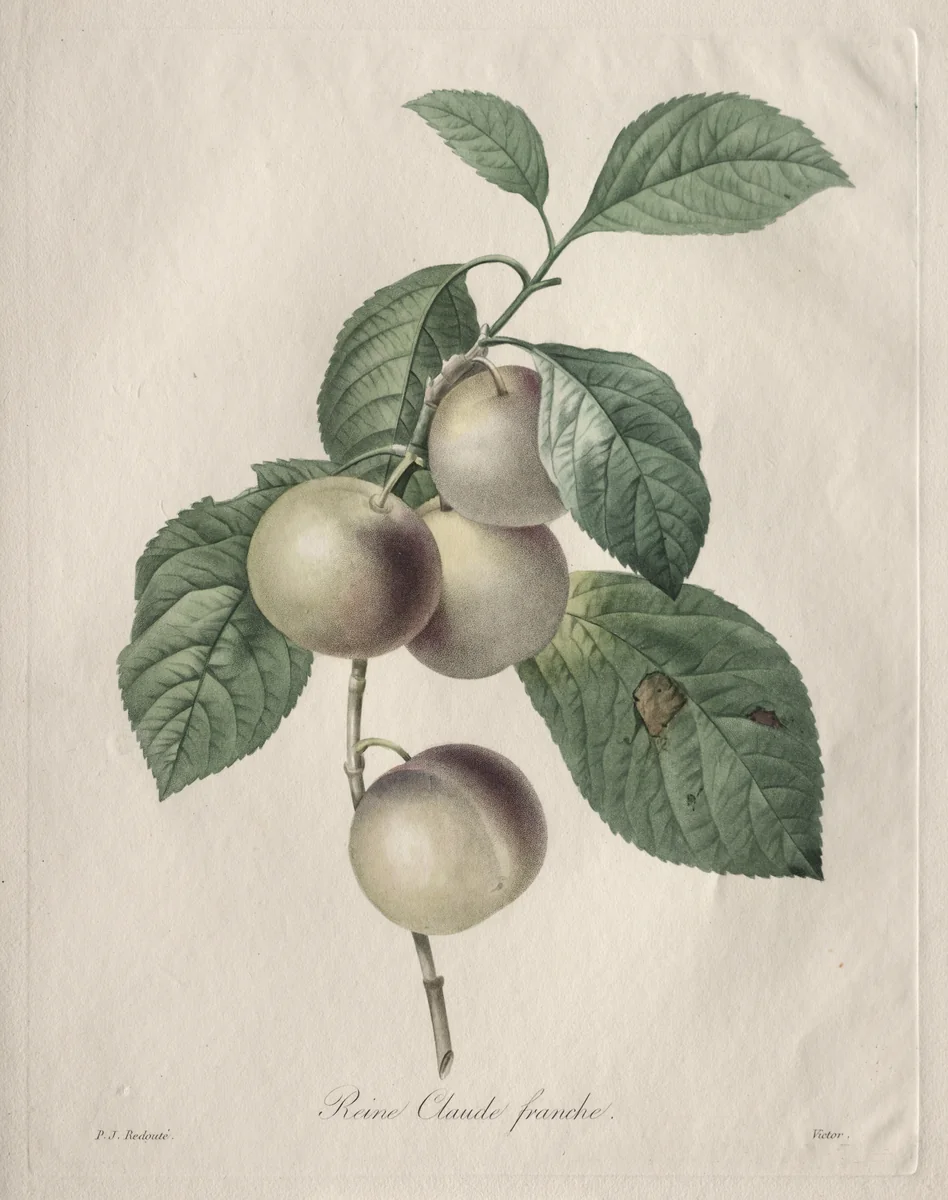 Reine Claude Plum by Henry Joseph Redouté, print, 1827