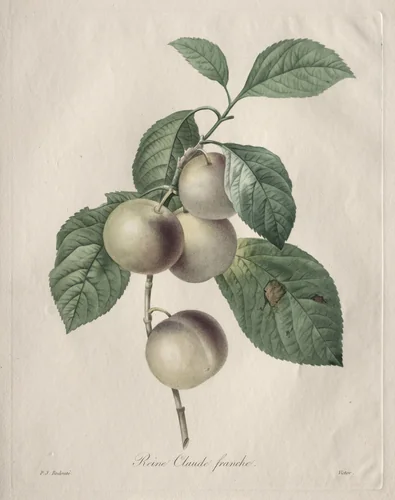 Reine Claude Plum by Henry Joseph Redouté, print, 1827