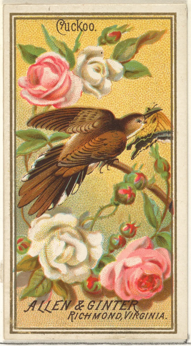Cuckoo, from the Birds of America series (N4) for Allen & Ginter Cigarettes Brands by Allen & Ginter, print, 1888