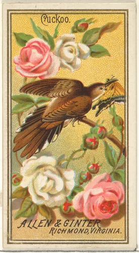 Cuckoo, from the Birds of America series (N4) for Allen & Ginter Cigarettes Brands by Allen & Ginter, print, 1888