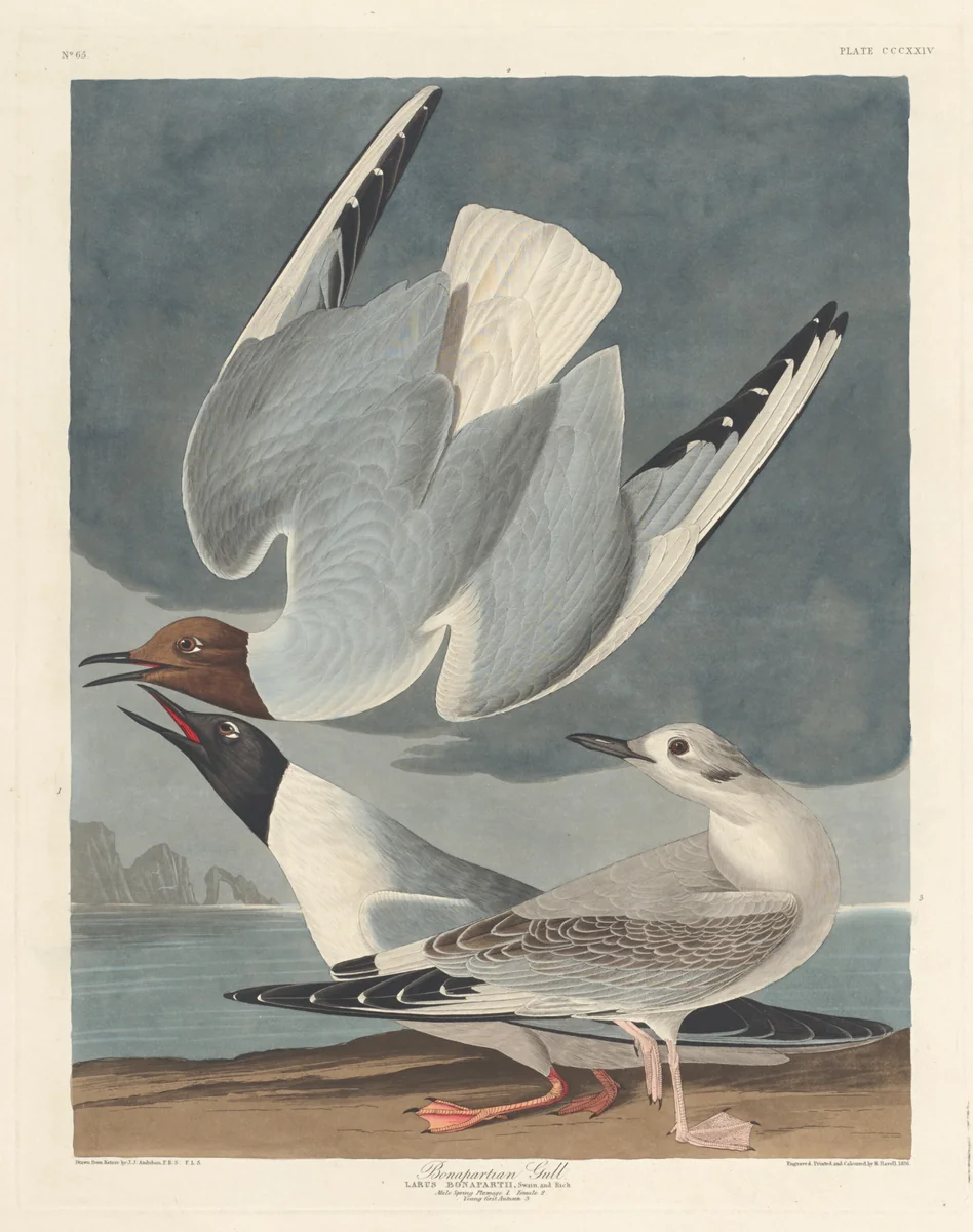 Bonapartian Gull by Robert Havell, Jr.; John James Audubon, print, 1836