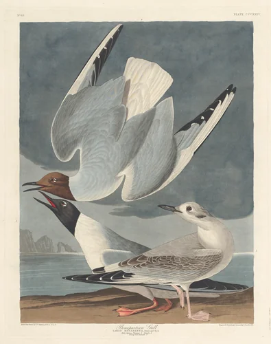 Bonapartian Gull by Robert Havell, Jr.; John James Audubon, print, 1836
