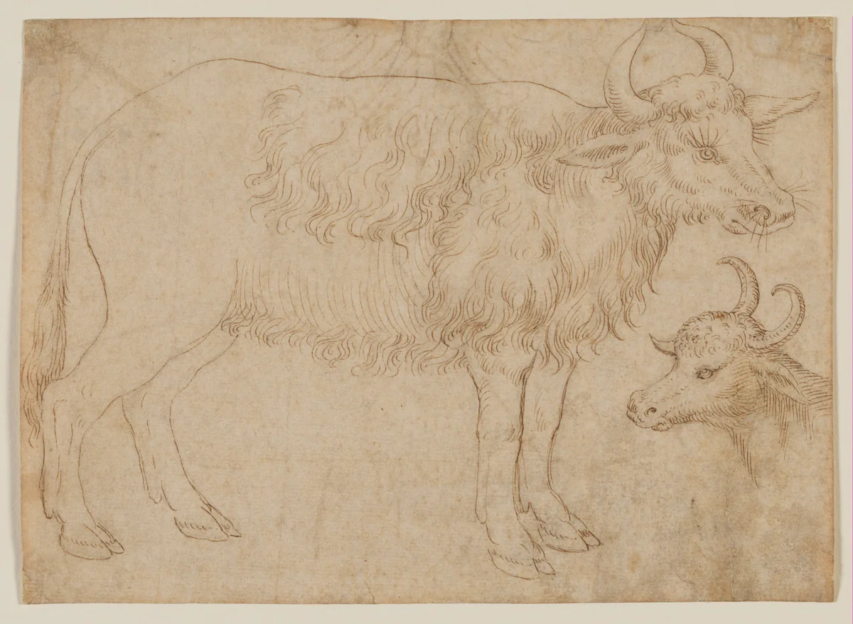 Study of Two Bovine Animals by The Veneto, drawing, 1436-1470