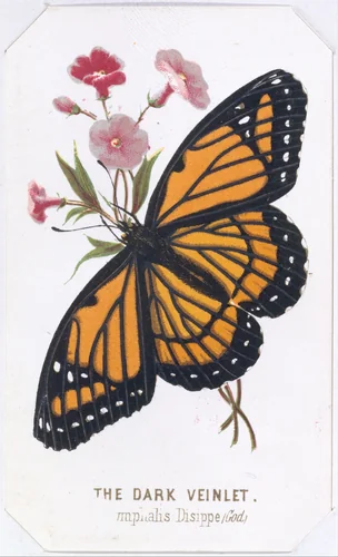 The Dark Veinlet, from "The Butterflies and Moths of America", Part 3 by Louis Prang & Co., print, 1862