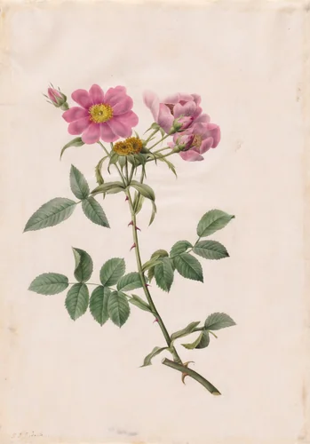 Rosa Collina Monsoniana by Henry Joseph Redouté, drawing, 1817-1824