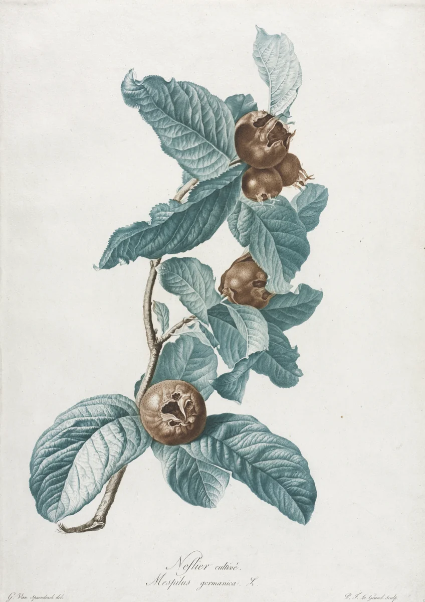 Cultivated Medlar (Mespilus germanica) by Gerard van Spaendonck, print, 1795-1805