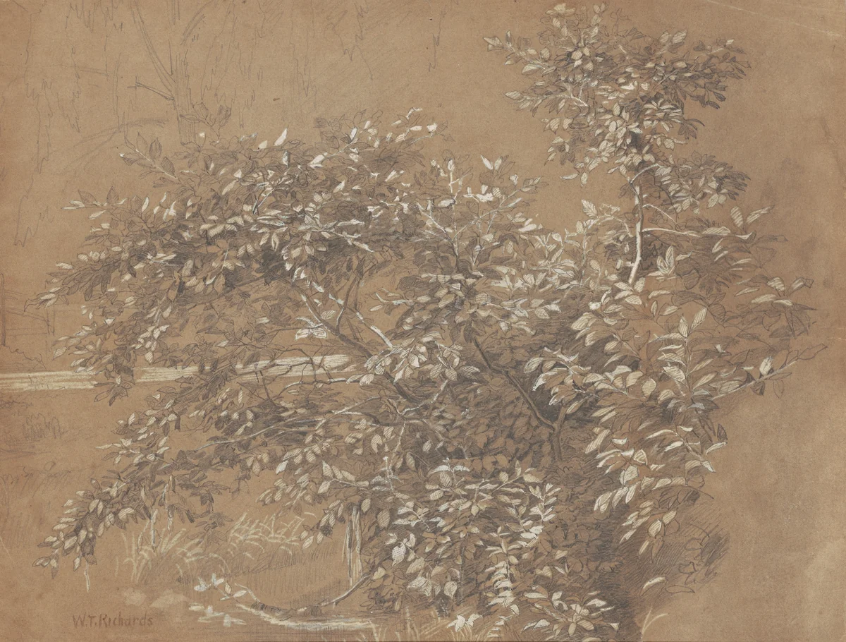 Foliage by William Trost Richards, drawing, 1850-1899