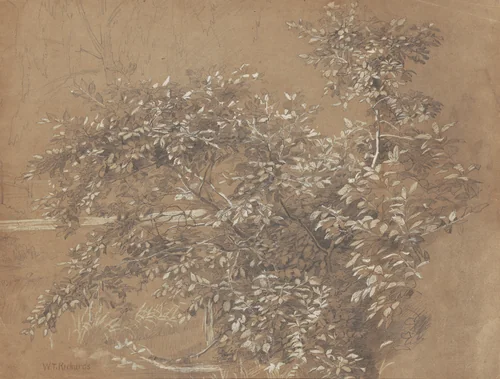 Foliage by William Trost Richards, drawing, 1850-1899