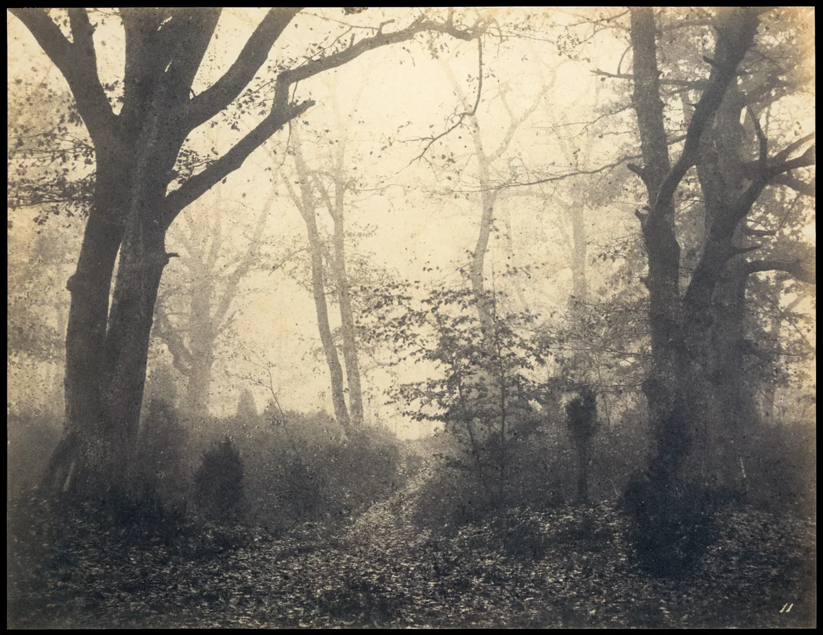 [Fontainebleau Forest] by Eugène Cuvelier, photograph, 1860-1864