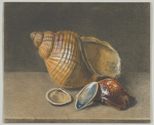 A Cowrie, and a Larger and Two Smaller Shells by anonymous, drawing, 1680-1750