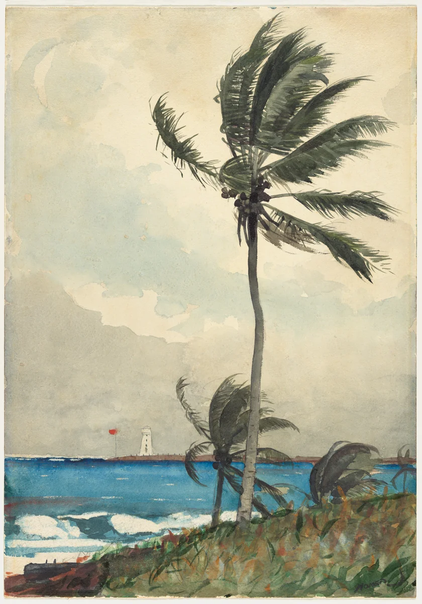Palm Tree, Nassau by Winslow Homer, artwork, 1898