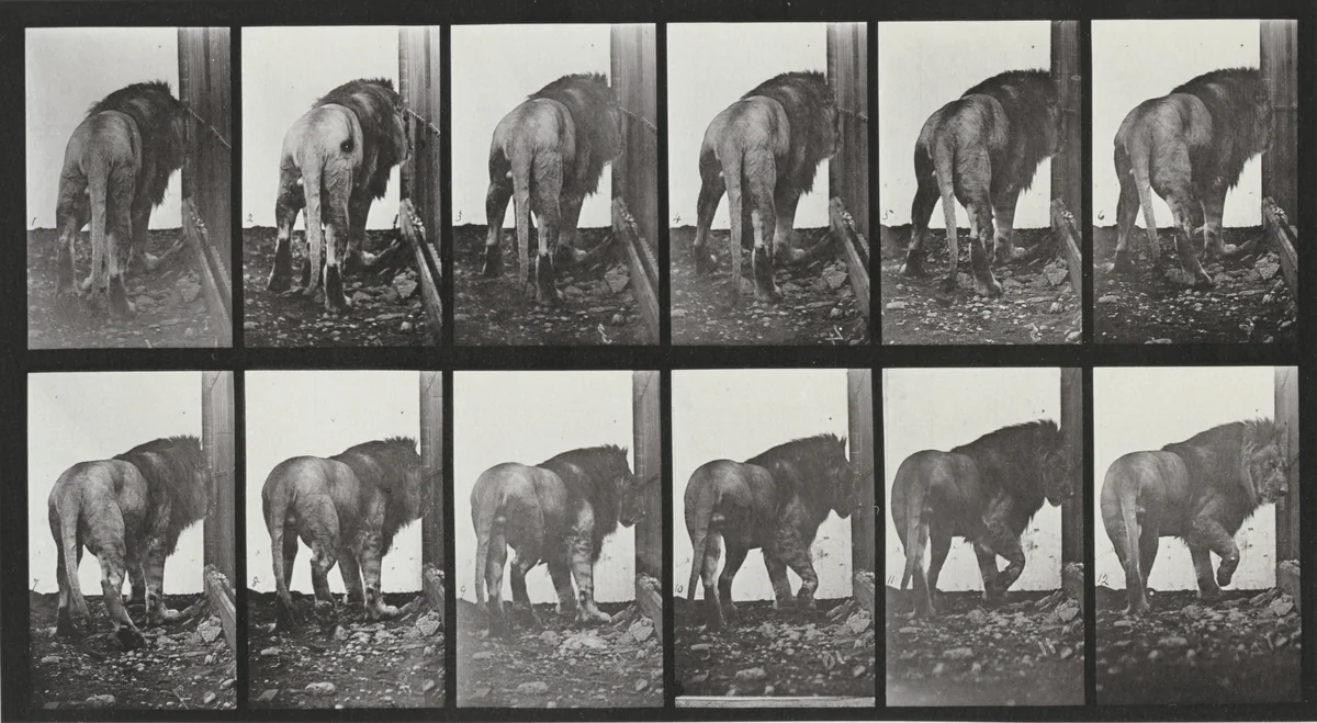 Plate Number 724. Lion walking and turning around by Eadweard Muybridge, photograph, 1887