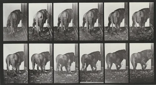 Plate Number 724. Lion walking and turning around by Eadweard Muybridge, photograph, 1887
