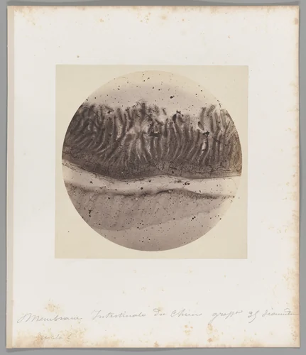 Membrane Intestinale du chien grosse [Membrane of a Dog’s Intestine] by Auguste-Adolphe Bertsch, photograph, 1853-1857