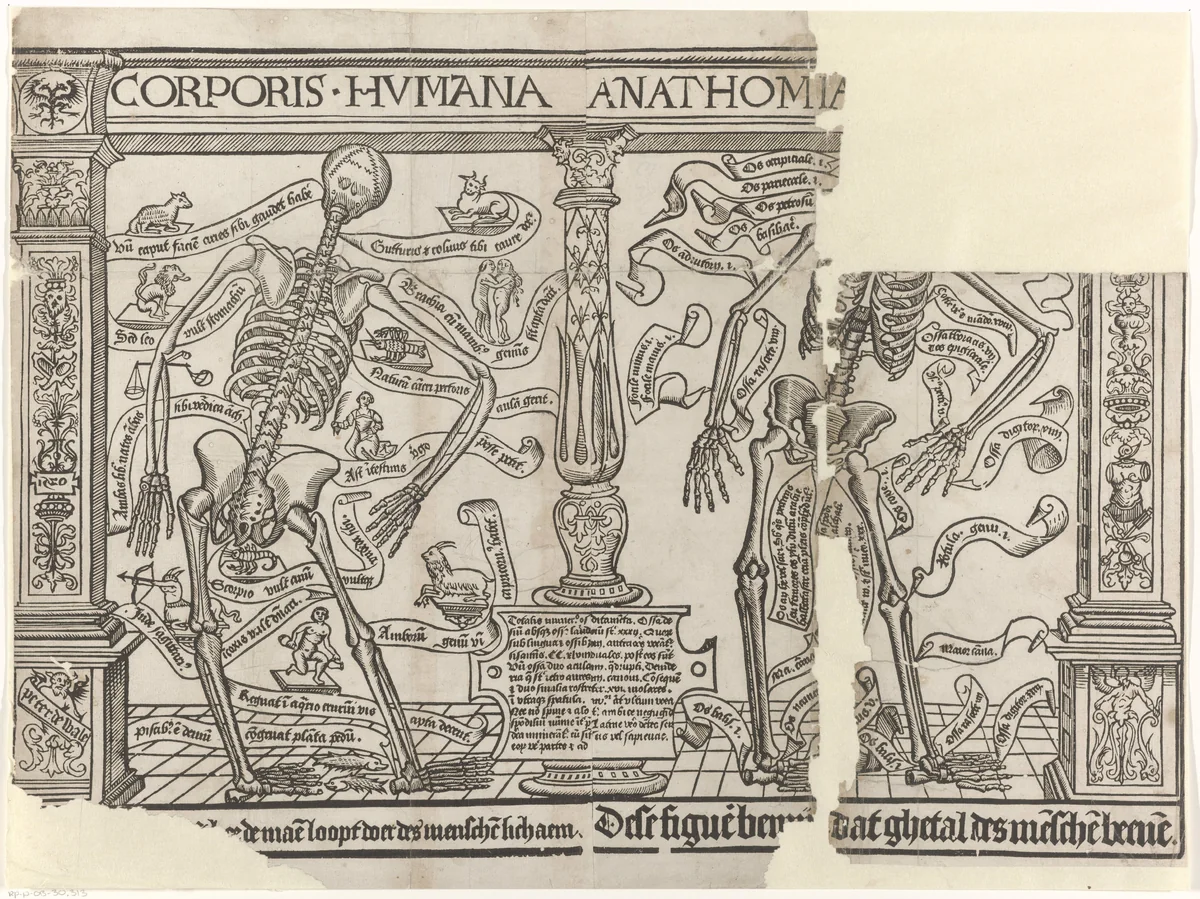 Menselijk skelet by Unknown, print, 1530