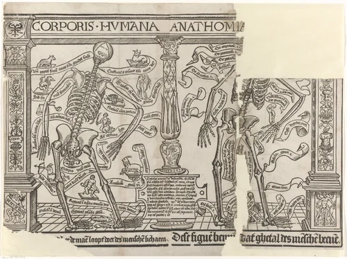 Menselijk skelet by Unknown, print, 1530