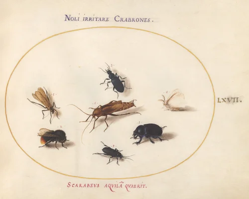 Plate 67: Seven Insects, Including a White Butterfly and a Bee by Joris Hoefnagel, drawing, 1570-1599