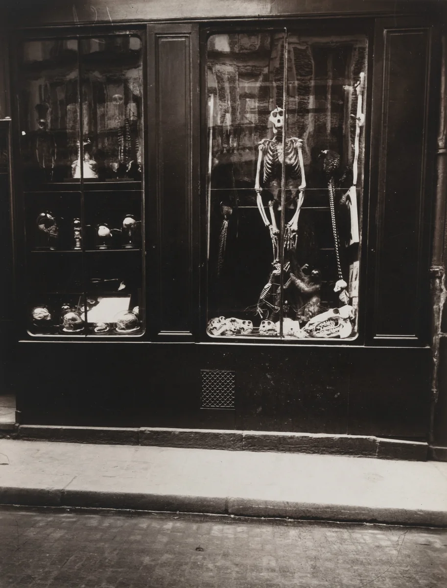 Taxidermist Shop by Eugène Atget, photograph, 1926