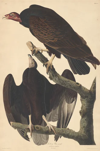 Turkey Buzzard by Robert Havell, Jr.; John James Audubon, print, 1832