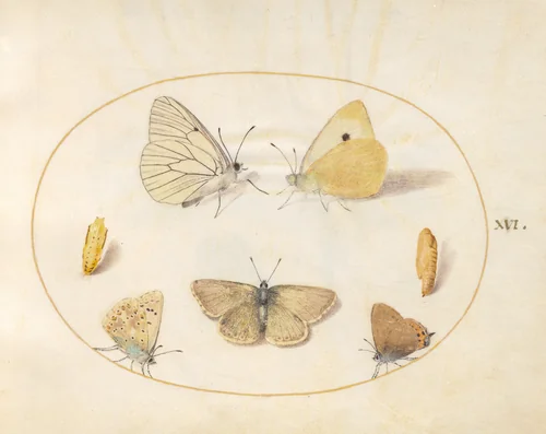 Plate 16: Black-Veined White, Clouded Yellow, Black Hairstreak(?), Geranium Argus(?), and Common Blue Butterflies with Two Chrysalides by Joris Hoefnagel, drawing, 1570-1599