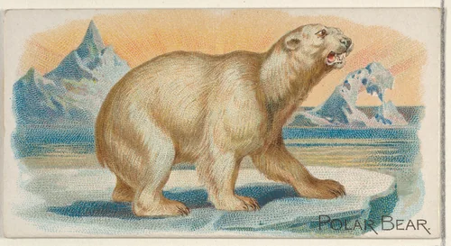 Polar Bear, from the Quadrupeds series (N21) for Allen & Ginter Cigarettes by Allen & Ginter, print, 1890
