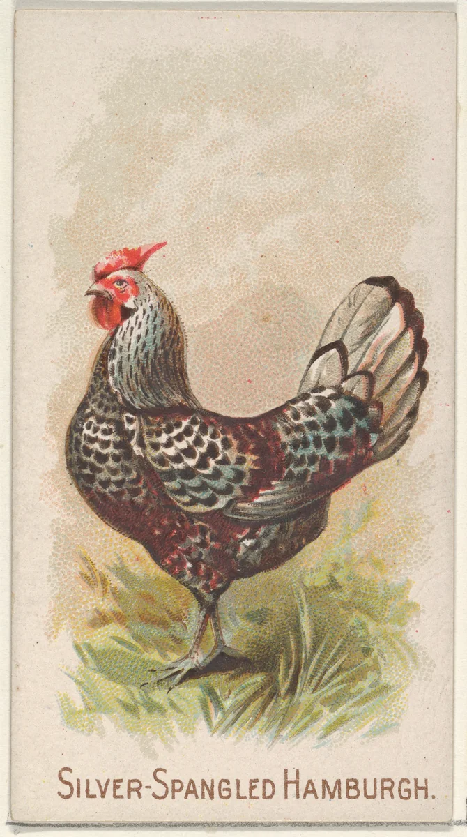 Silver-Spangled Hamburgh, from the Prize and Game Chickens series (N20) for Allen & Ginter Cigarettes by Allen & Ginter, print, 1891