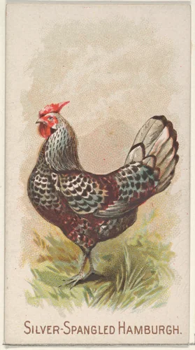 Silver-Spangled Hamburgh, from the Prize and Game Chickens series (N20) for Allen & Ginter Cigarettes by Allen & Ginter, print, 1891