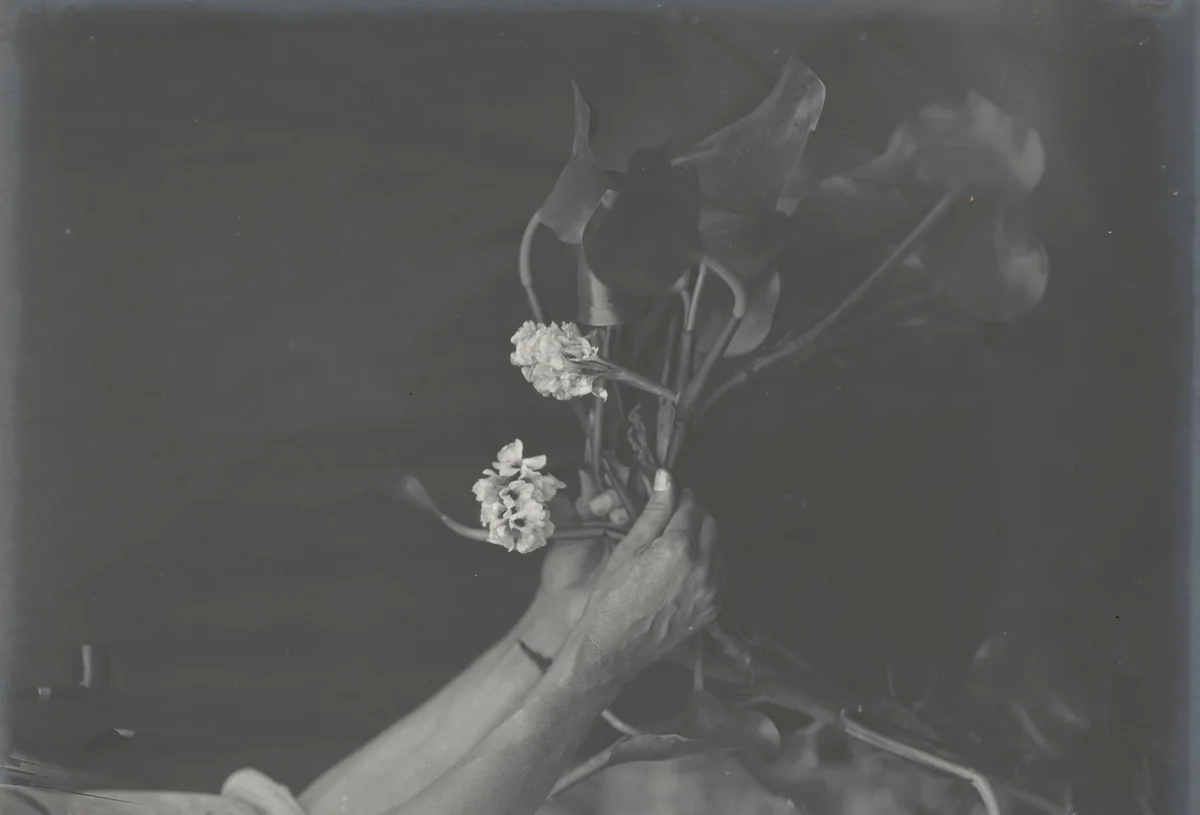 Water Hyacinths in full bloom -- eight weeks old by Unidentified Photographer, photograph, 1915