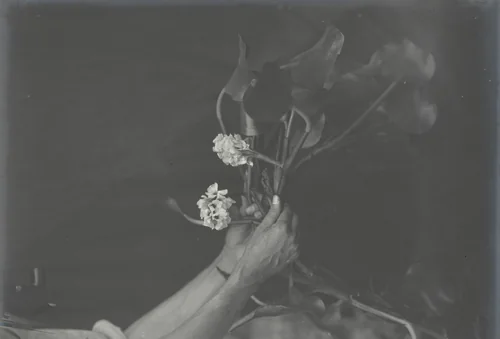 Water Hyacinths in full bloom -- eight weeks old by Unidentified Photographer, photograph, 1915