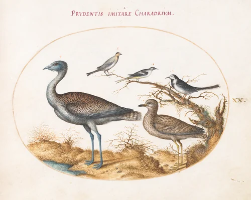 Plate 20: A Plover with Four Other Birds by Joris Hoefnagel, drawing, 1570-1599